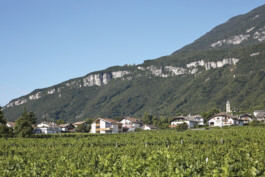  Neuer Gärkeller Kellerei Elena Walch